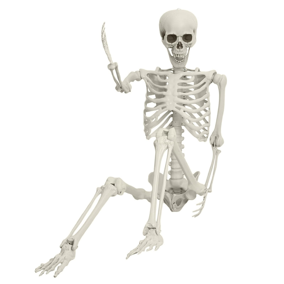 Life Size Posable Skeleton Prop C34453