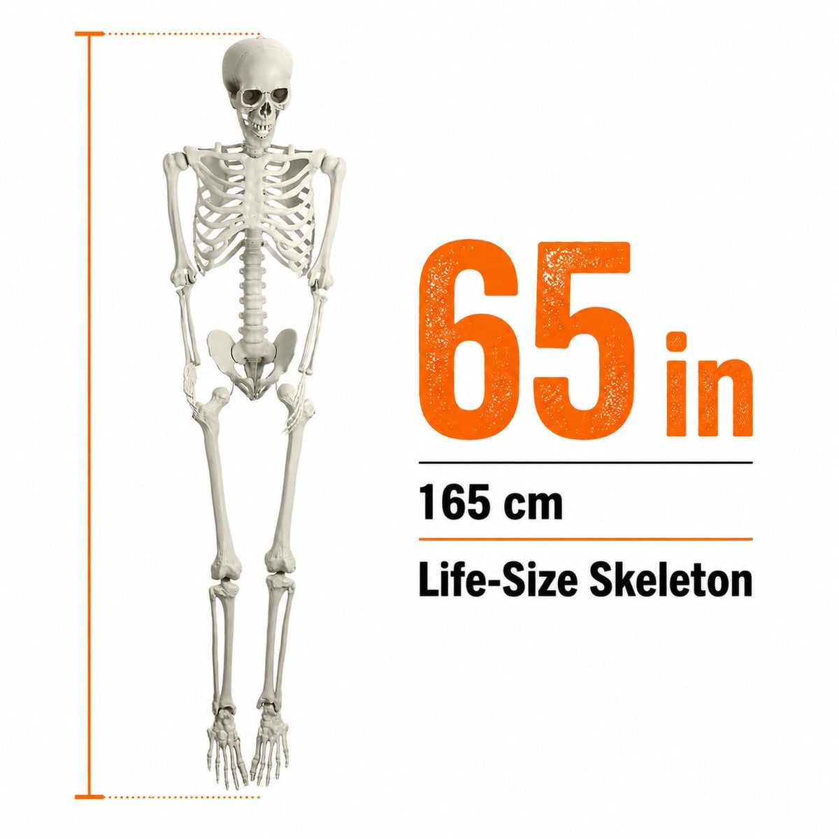 Life Size Posable Skeleton Prop C34453