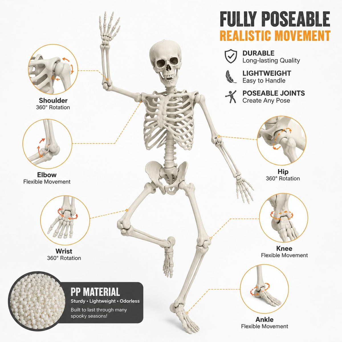 Life Size Posable Skeleton Prop C34453