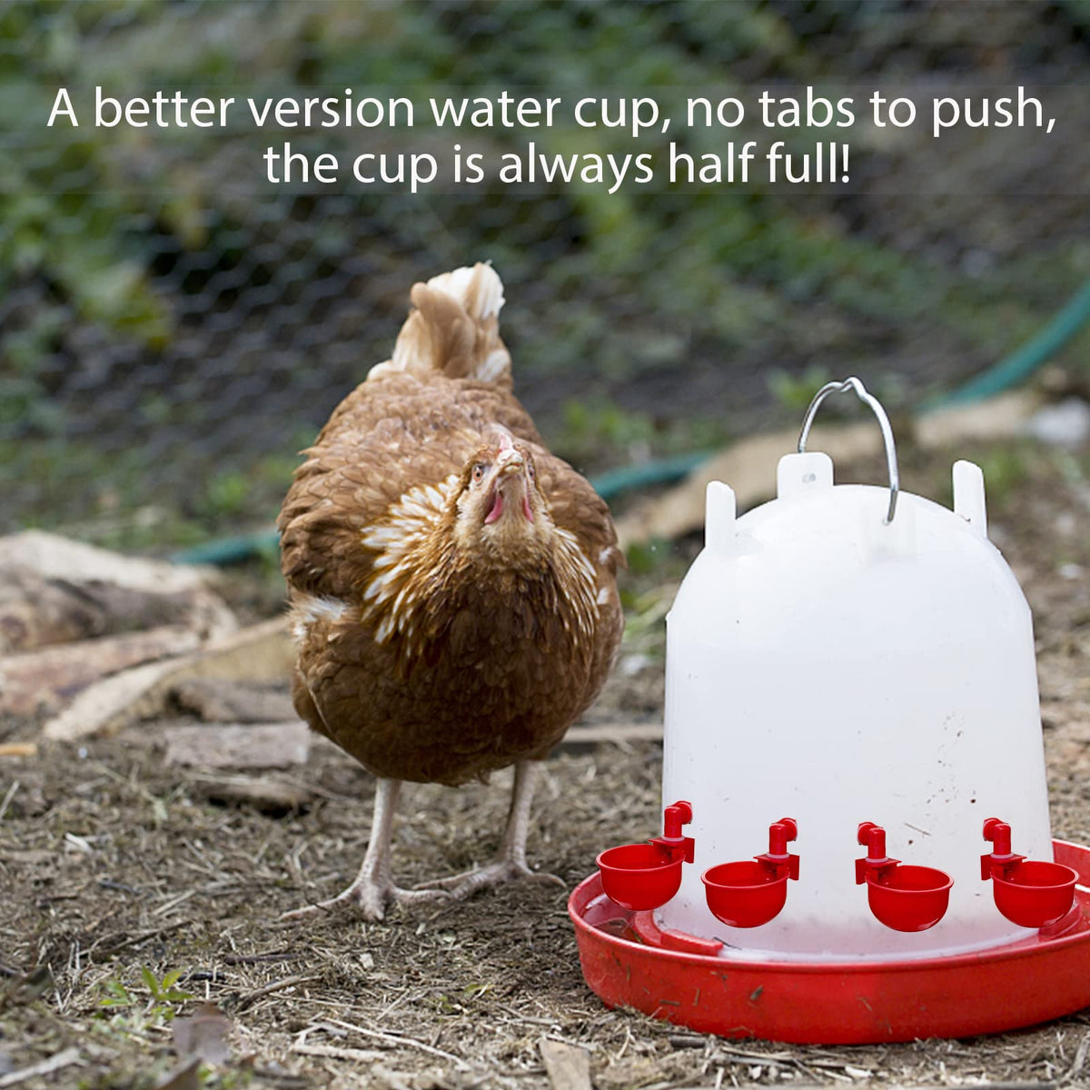 Automatic Poultry Waterer Drinking Bowl W792459