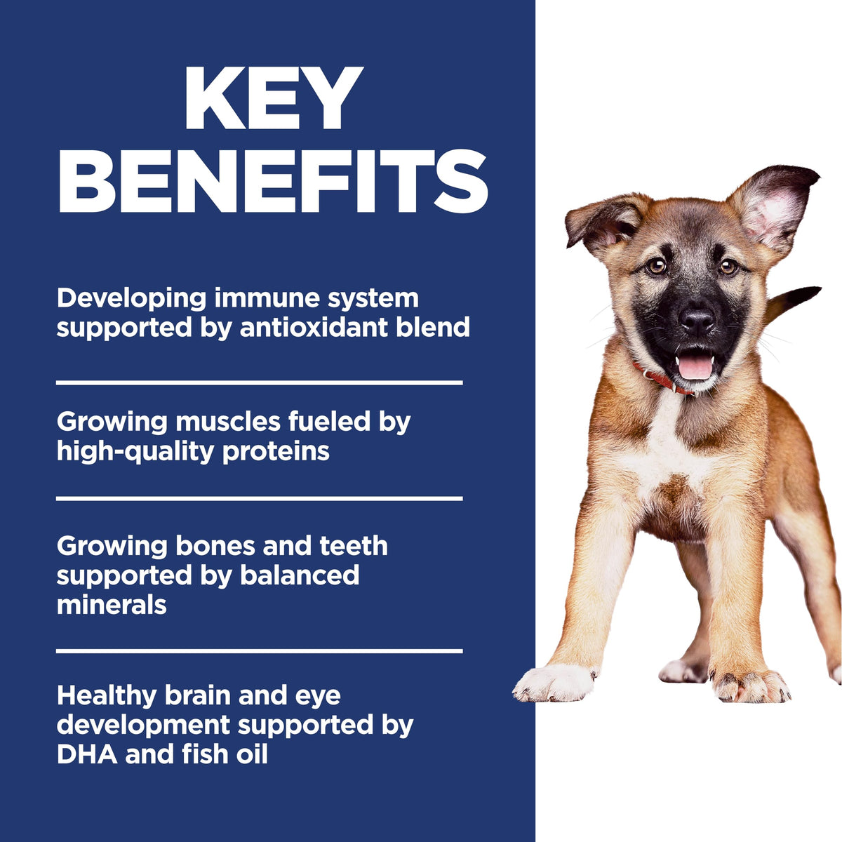 Dry Dog Food R420
