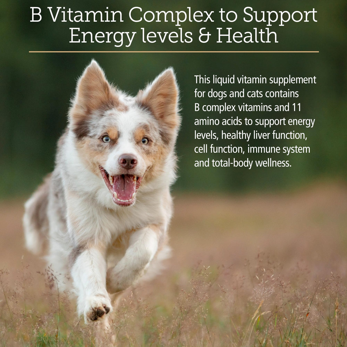 Amino B Plex Cat & Dog Supplement 4oz T87356