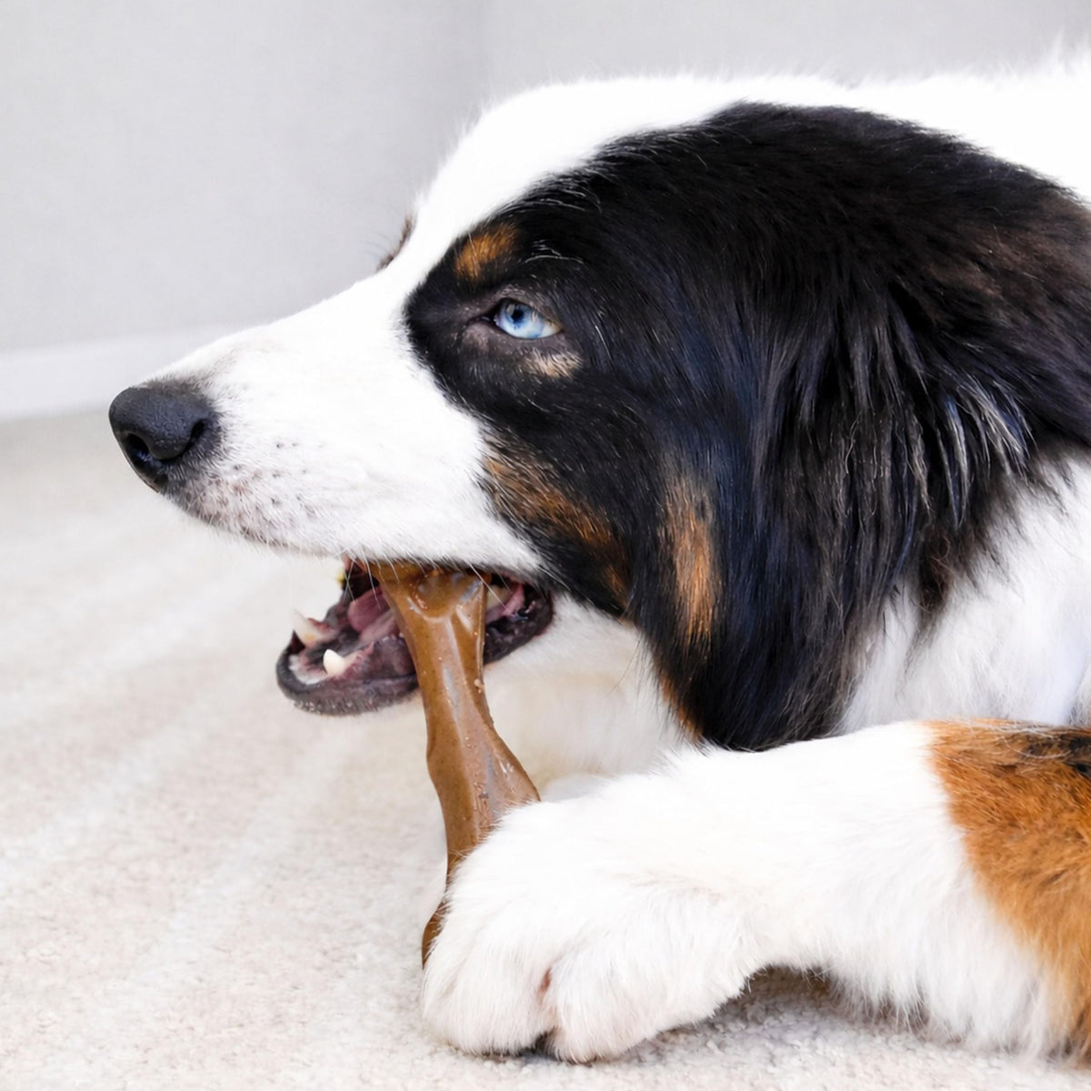 Dog Chew Toy A5772