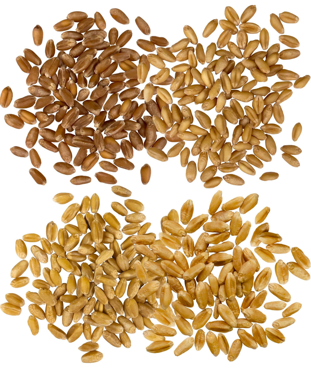 Hard Red Winter and Spring White Wheat Berries 100 LBS P261425